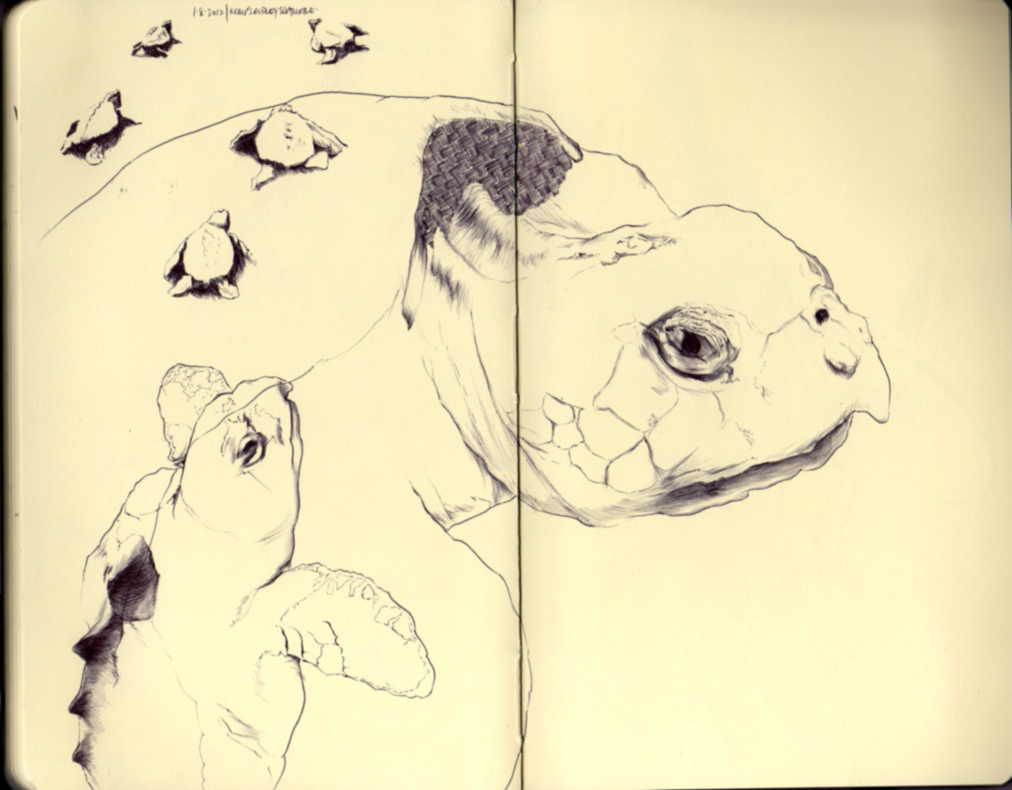 kemp's ridley sea turtle